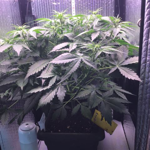 MAAH #2 growlog timeline photo