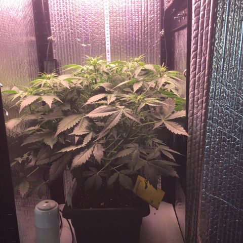 MAAH #2 growlog timeline photo