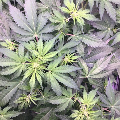 MAAH #2 growlog timeline photo