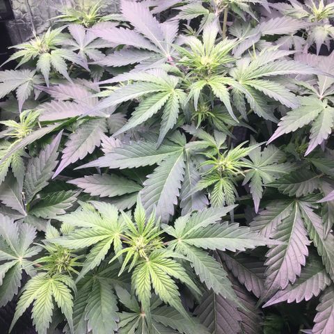 MAAH #2 growlog timeline photo