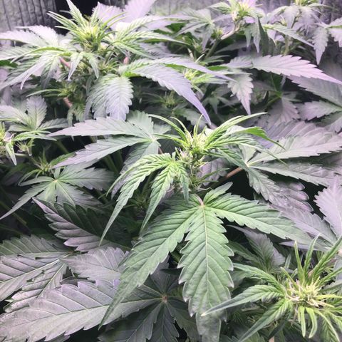 MAAH #2 growlog timeline photo