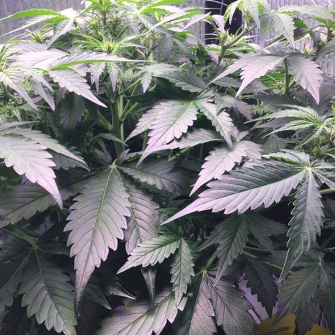 MAAH #2 growlog timeline photo
