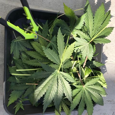 MA3G #5 growlog timeline photo