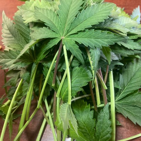 MAAH #2 growlog timeline photo