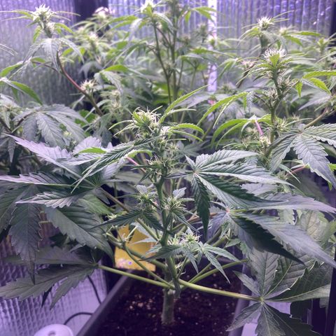 MAAH #2 growlog timeline photo