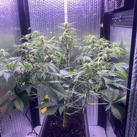 MAAH #2 growlog timeline photo