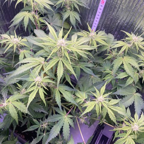 MAAH #2 growlog timeline photo