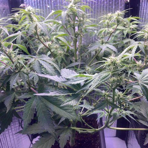 MAAH #2 growlog timeline photo