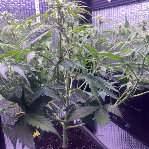 MAAH #2 growlog timeline photo