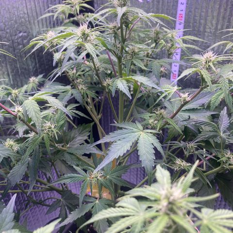 MAAH #2 growlog timeline photo