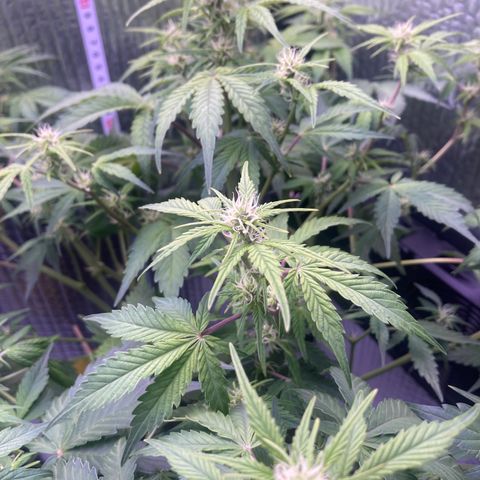 MAAH #2 growlog timeline photo