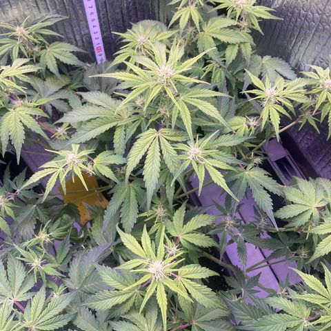 MAAH #2 growlog timeline photo