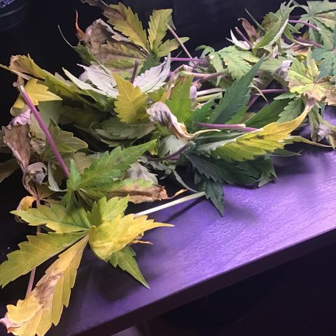 MAAH #2 growlog timeline photo