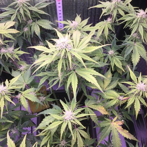 MAAH #2 growlog timeline photo