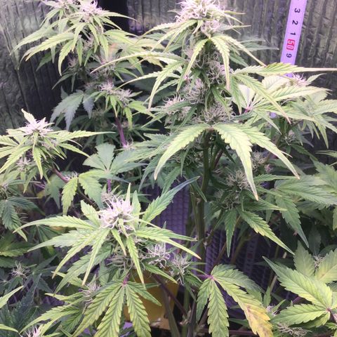 MAAH #2 growlog timeline photo