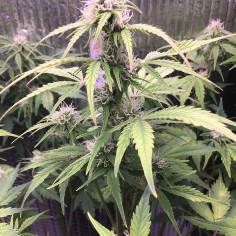MAAH #2 growlog timeline photo