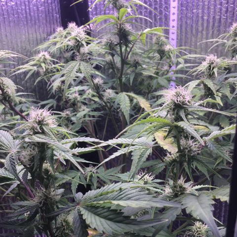 MAAH #2 growlog timeline photo