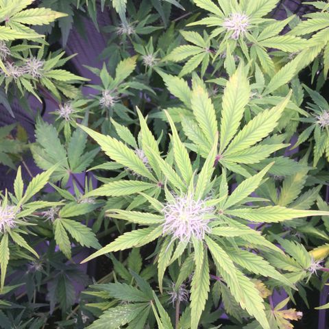 MAAH #2 growlog timeline photo