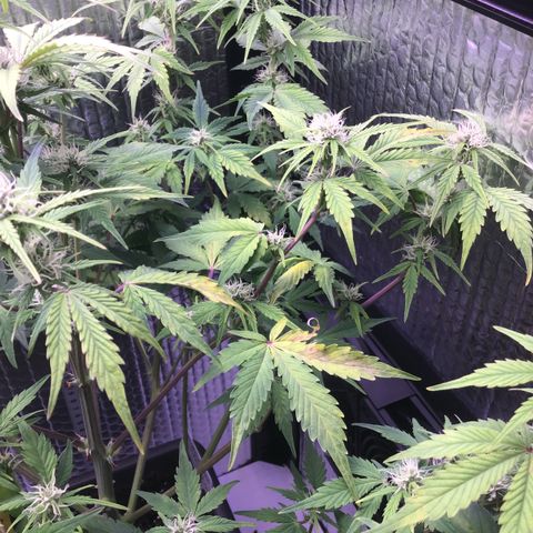 MAAH #2 growlog timeline photo