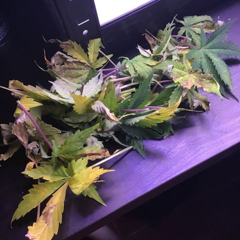 MAAH #2 growlog timeline photo