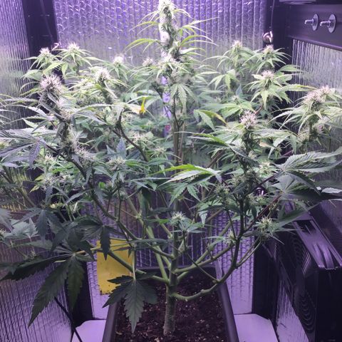 MAAH #2 growlog timeline photo
