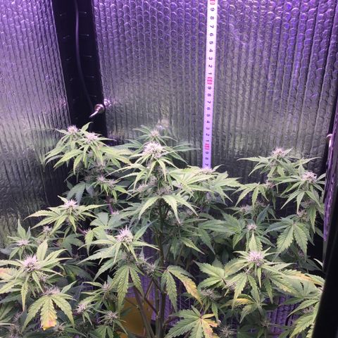 MAAH #2 growlog timeline photo