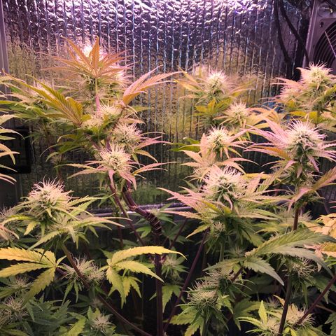 MA3G #5 growlog timeline photo