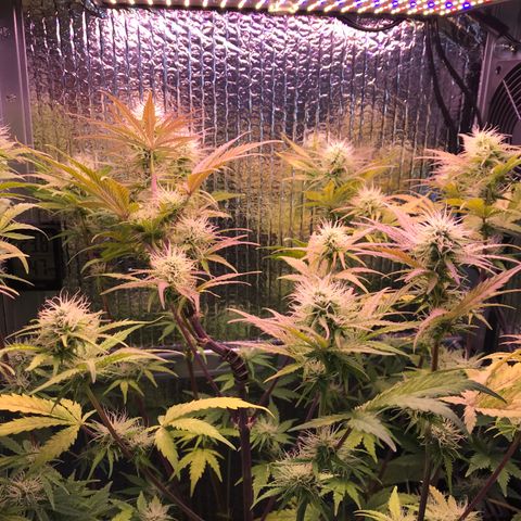 MA3G #5 growlog timeline photo
