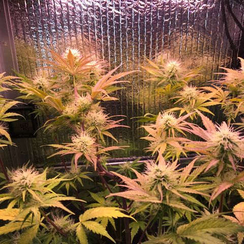 MA3G #5 growlog timeline photo