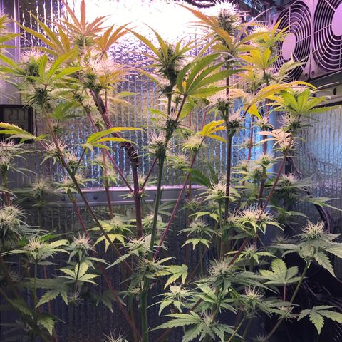 MA3G #5 growlog timeline photo