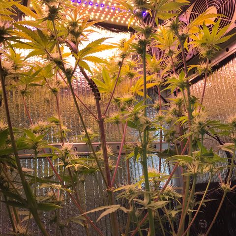 MA3G #5 growlog timeline photo