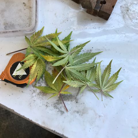 MA3G #5 growlog timeline photo