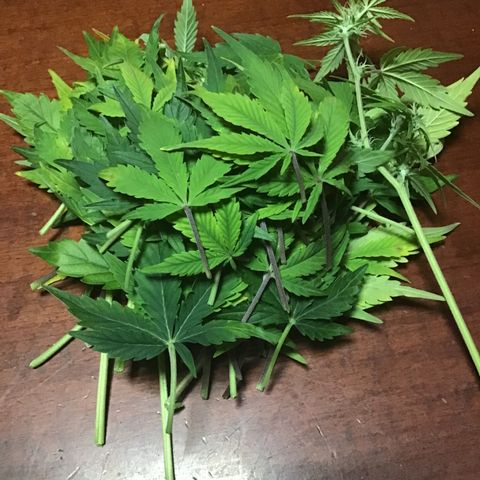 MAAH #2 growlog timeline photo