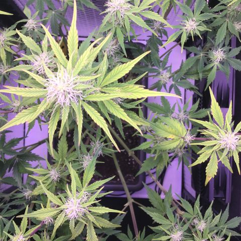 MAAH #2 growlog timeline photo