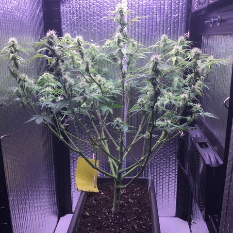 MAAH #2 growlog timeline photo