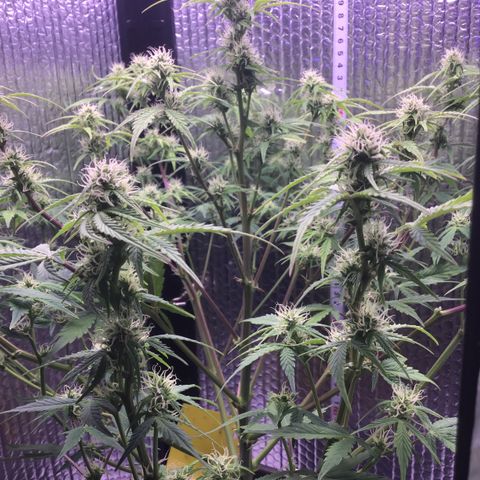MAAH #2 growlog timeline photo
