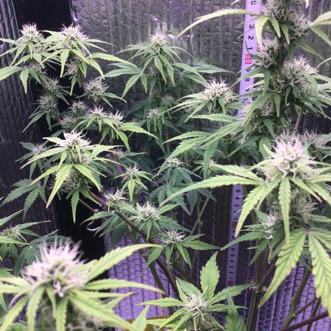 MAAH #2 growlog timeline photo