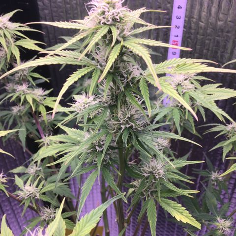 MAAH #2 growlog timeline photo