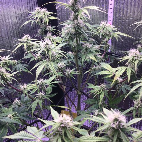 MAAH #2 growlog timeline photo