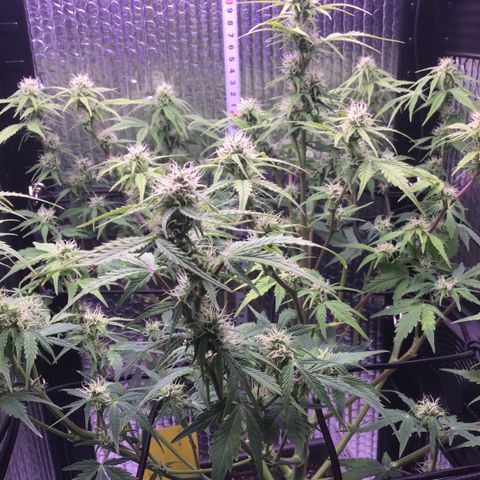 MAAH #2 growlog timeline photo