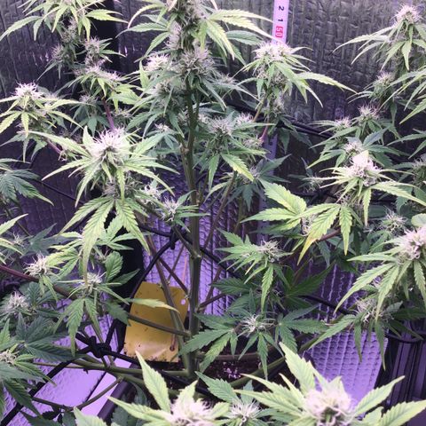 MAAH #2 growlog timeline photo