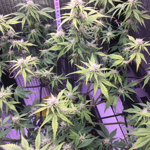 MAAH #2 growlog timeline photo
