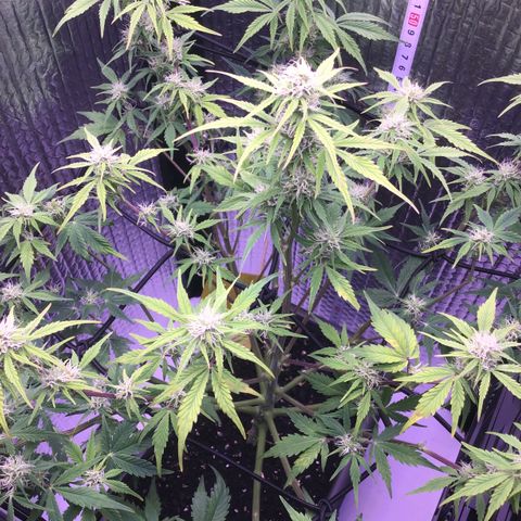 MAAH #2 growlog timeline photo