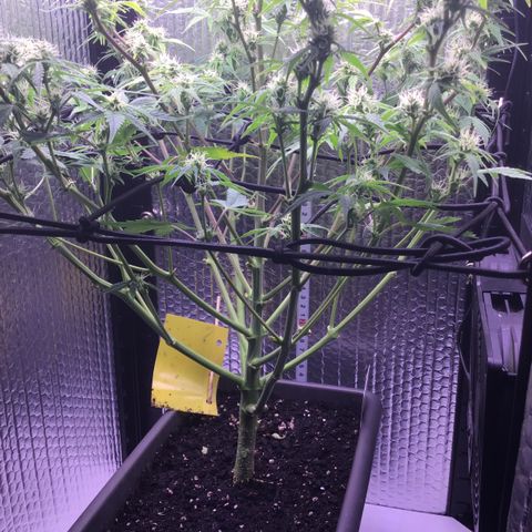 MAAH #2 growlog timeline photo