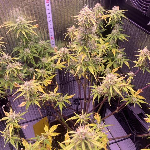 MAAH #2 growlog timeline photo