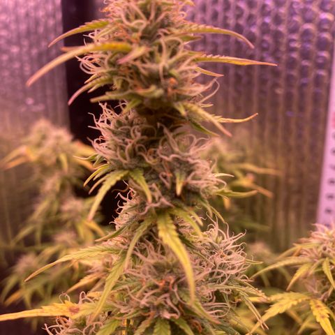 MAAH #2 growlog timeline photo