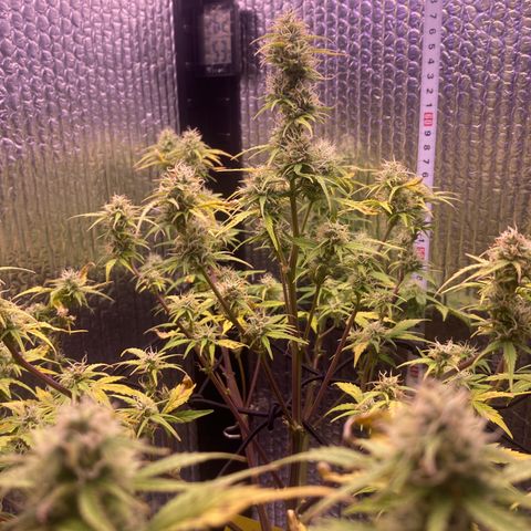 MAAH #2 growlog timeline photo