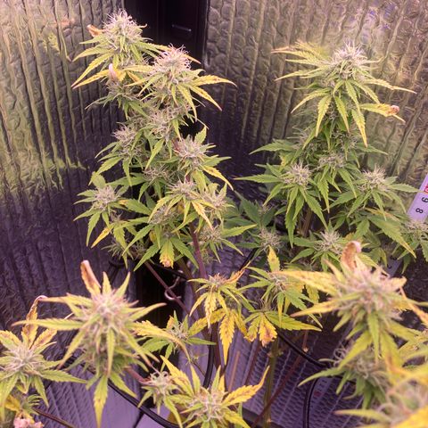 MAAH #2 growlog timeline photo