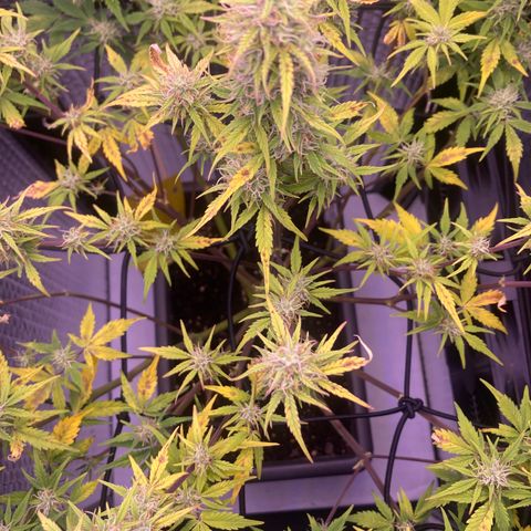 MAAH #2 growlog timeline photo