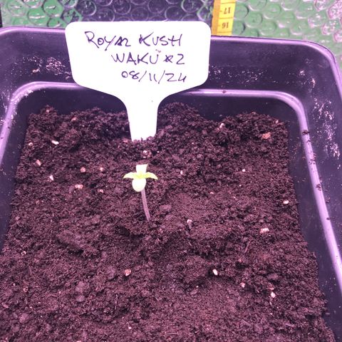 WAKU #2 growlog timeline photo